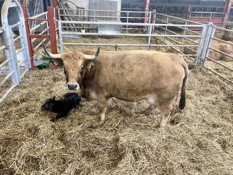 Première naissance de l&rsquo;année